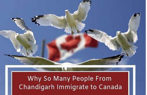 Why so many People from Chandigarh Immigrate to Canada