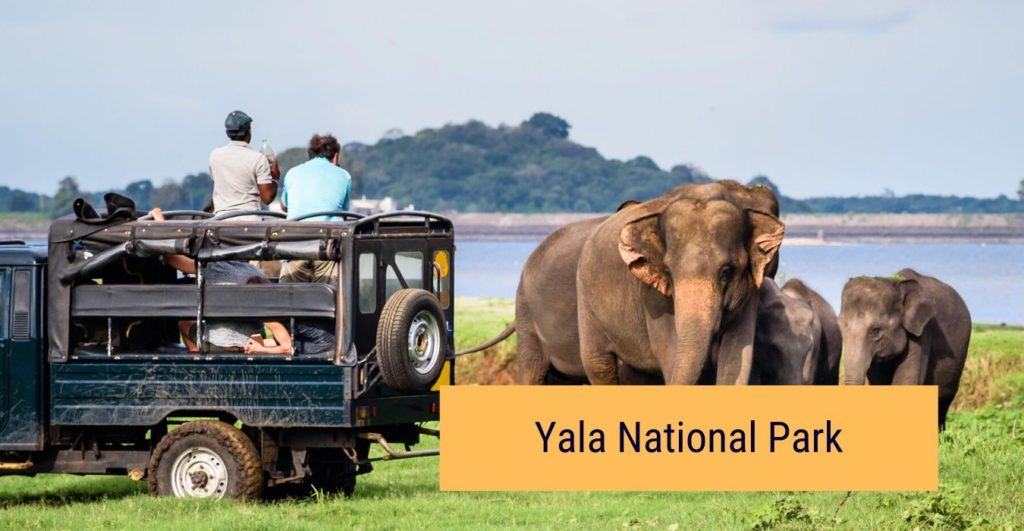 yala-national-park